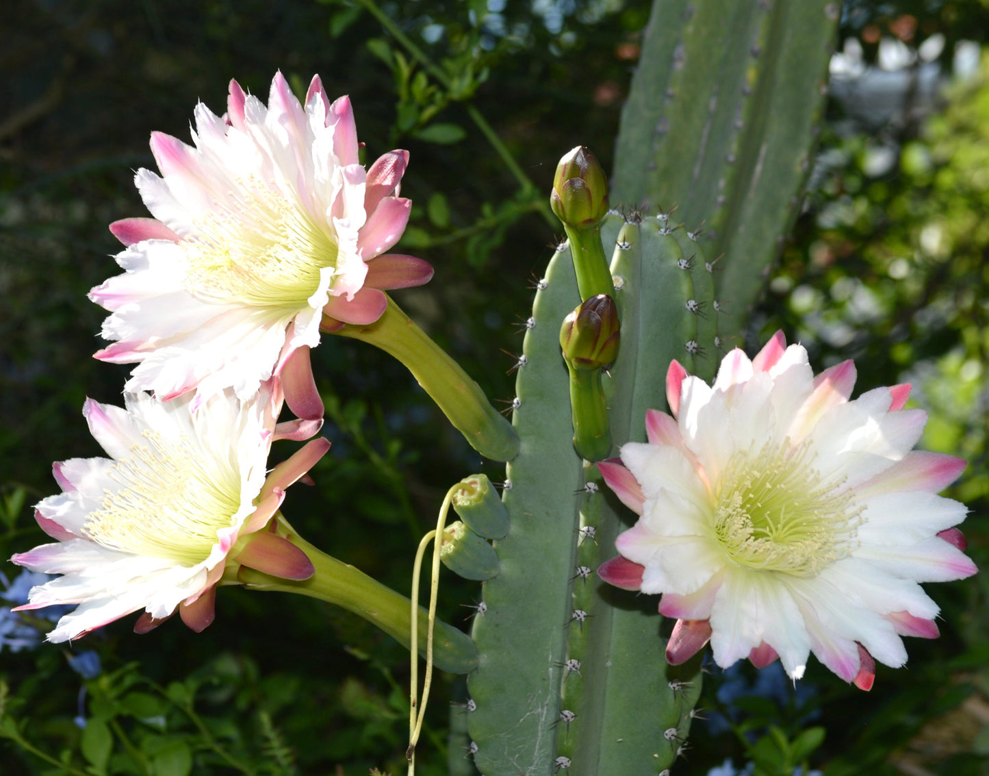 Cereus stenogonus cactus with large white and pink-tipped flowers blooming on green stems
