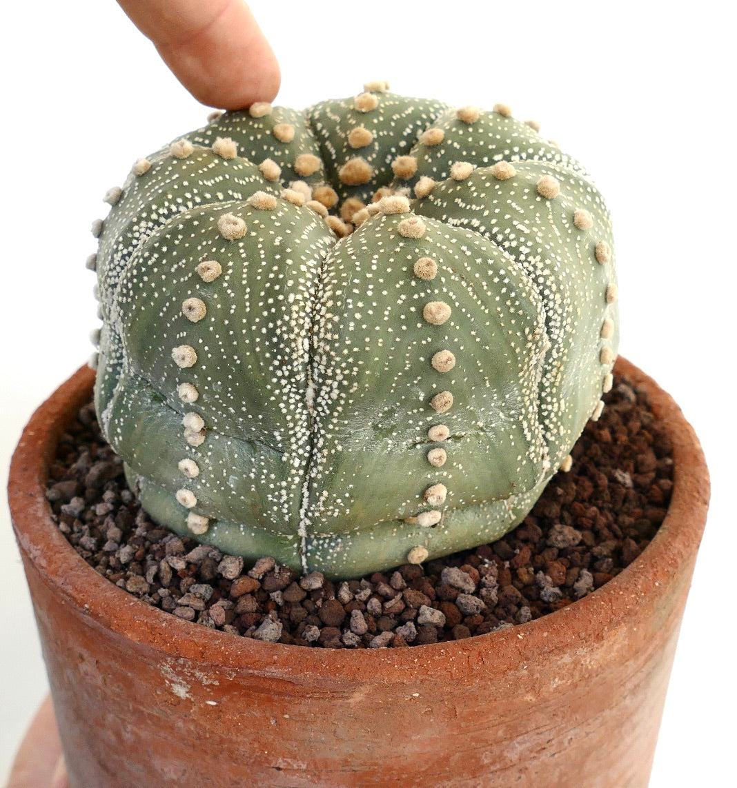 Astrophytum asterias rare succulent cactus with rounded shape and white dotted pattern in terracotta pot