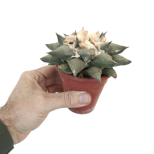 Ariocarpus retusus cv PECTINATUS x Ariocarpus furfuraceus C1 succulent cactus with woolly center and thick green tubercles in small pot