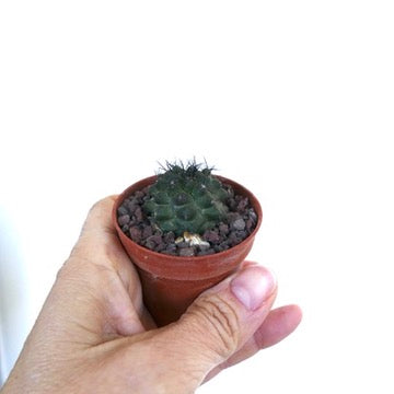 Copiapoa atacamensis small dark green cactus with short spines in terracotta pot
