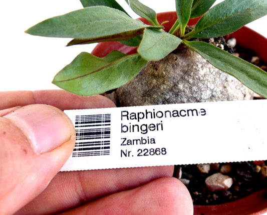 Raphionacme bingeri caudiciform succulent with elongated green leaves in small pot