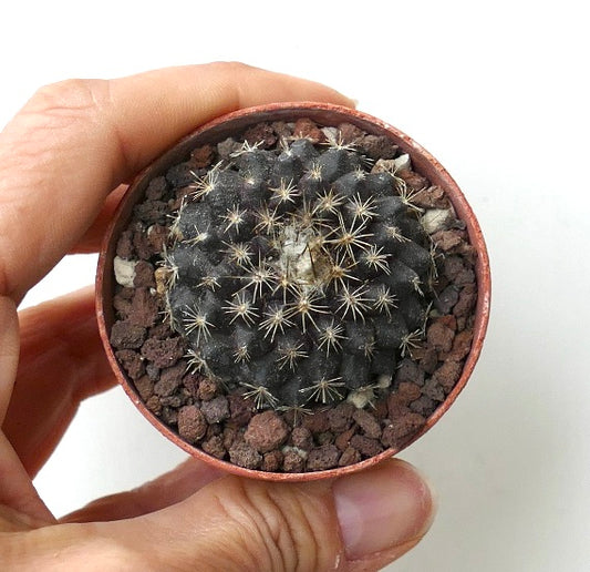 Copiapoa tenuissima small dark succulent cactus with fine spines in a pot