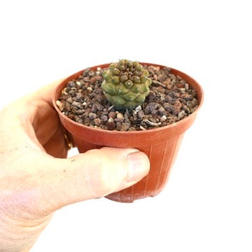 鉢植えの小さな丸い多肉植物、クラスター状の結節を持つコピアポア・ヒポガエア