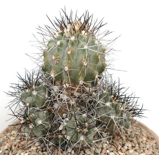 Copiapoa fiedleriana cluster with dense long black and white spines on green cactus stems