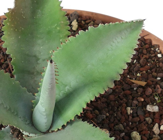 Agave gypsophila succulent with thick blue-green leaves and reddish spines in pot