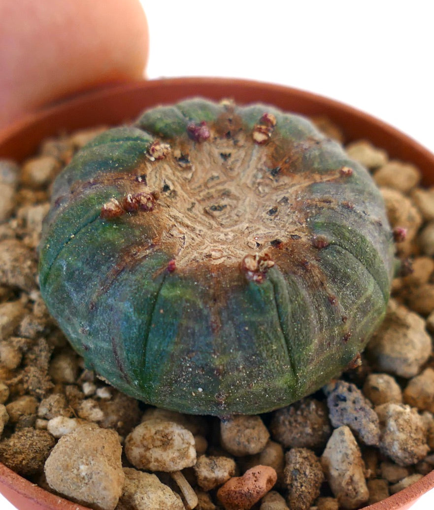 Euphorbia obesa MONSTRUOSUS APEX PMS1
