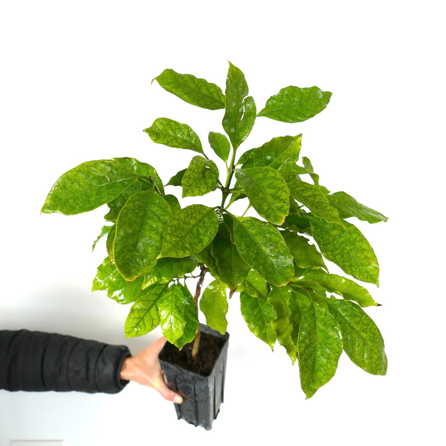 Coffea robusta vibrant green leaves young potted coffee plant specimen