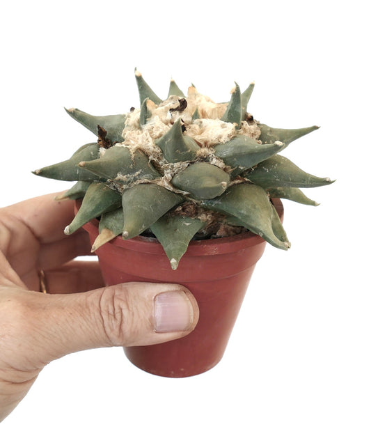 Ariocarpus confusus succulent cactus with thick green tubercles and woolly center in small pot