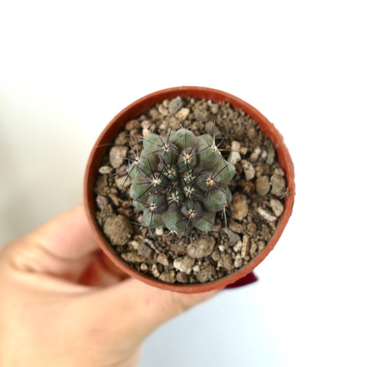 Copiapoa cinerea x humilis small succulent cactus with dark spines in terracotta pot