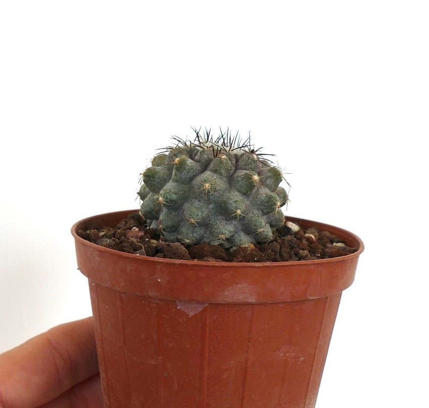 Petit cactus succulente rond Copiapoa humilis avec épines denses en pot marron
