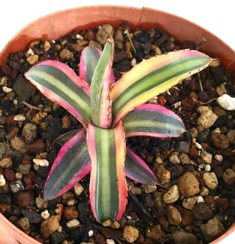 Agave lophantha "quadricolor" purple clone DN6