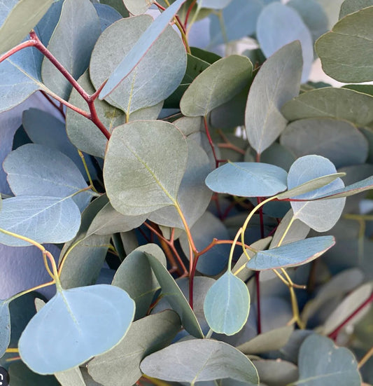 Eucalyptus populus 100-150cm