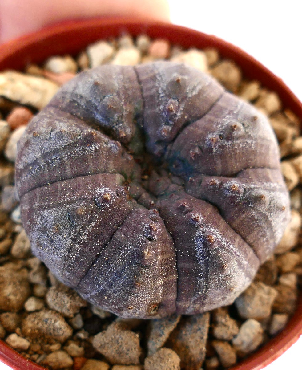 Euphorbia obesa GREY KIKKO AG9