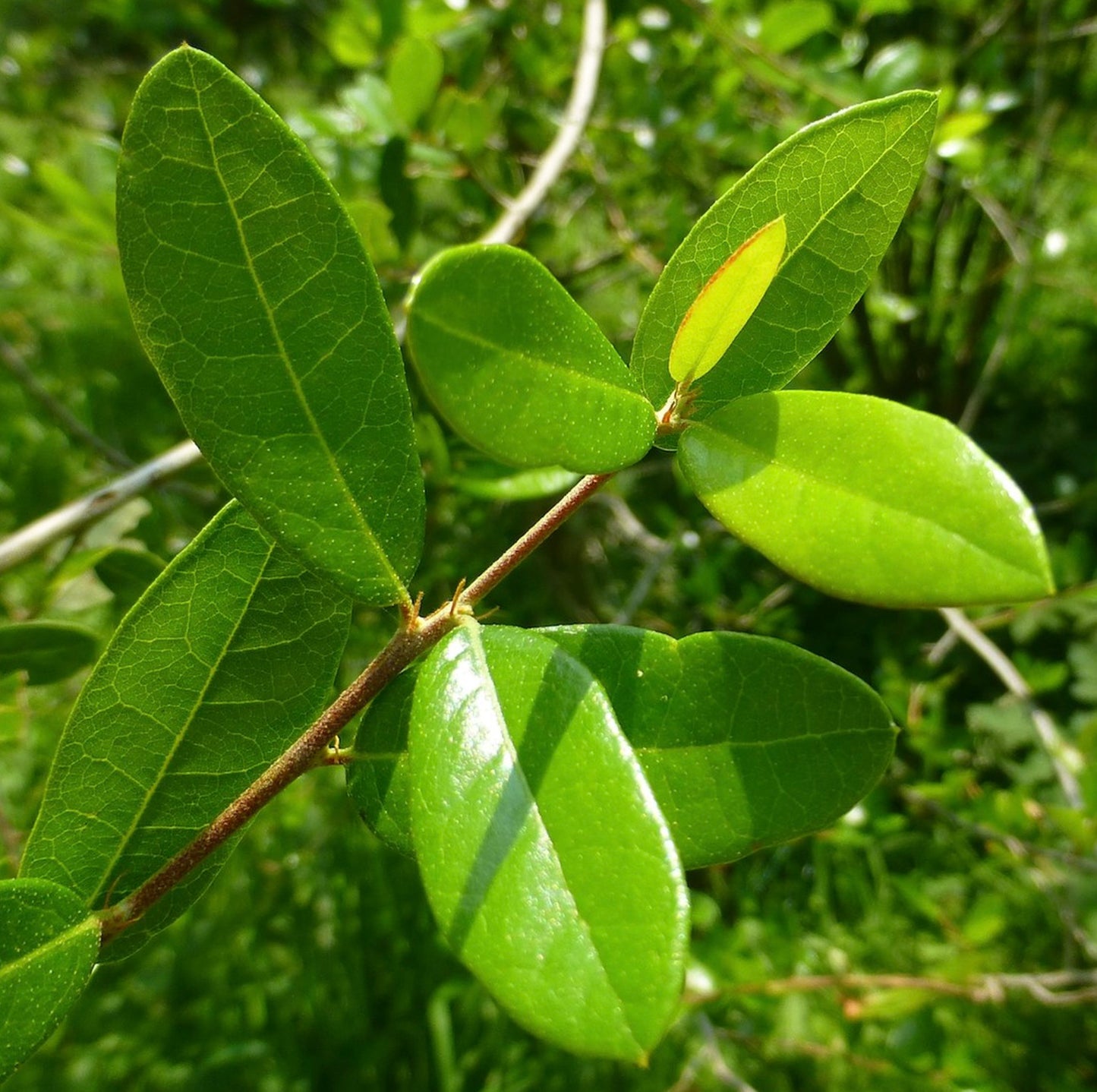 Quercus fusiformis glänzend grüne Blätter mit auffälligen Adern an dünnem holzigem Stiel