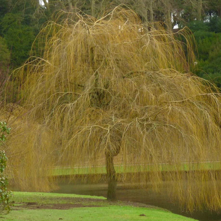 Salix alba subsp. tristis árbol llorón con delgadas ramas de color amarillo dorado en invierno