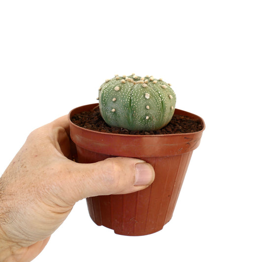 Astrophytum asterias small round green cactus with white dots and soft spines in pot