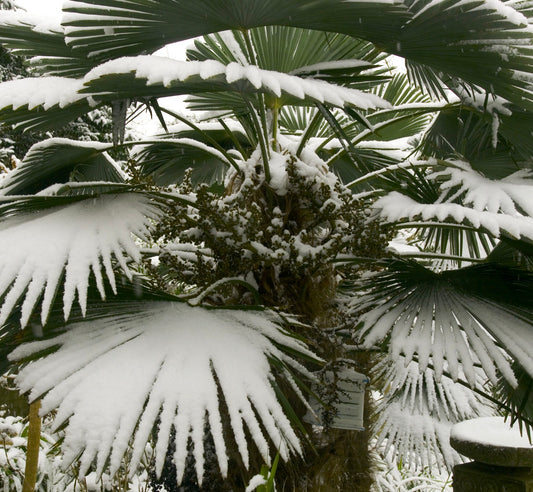 Trachycarpus wagnerianus 40-70cm