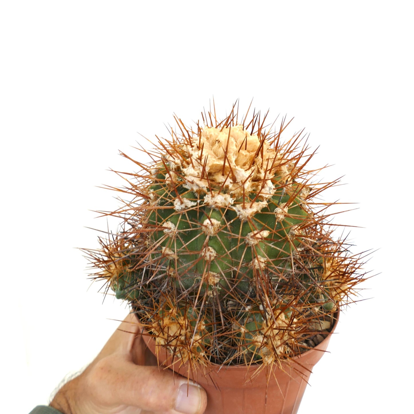 鉢植えのコピアポア・スペルバ 緑色のサボテン 茶色の密集した棘と綿毛状の腋毛を持つ