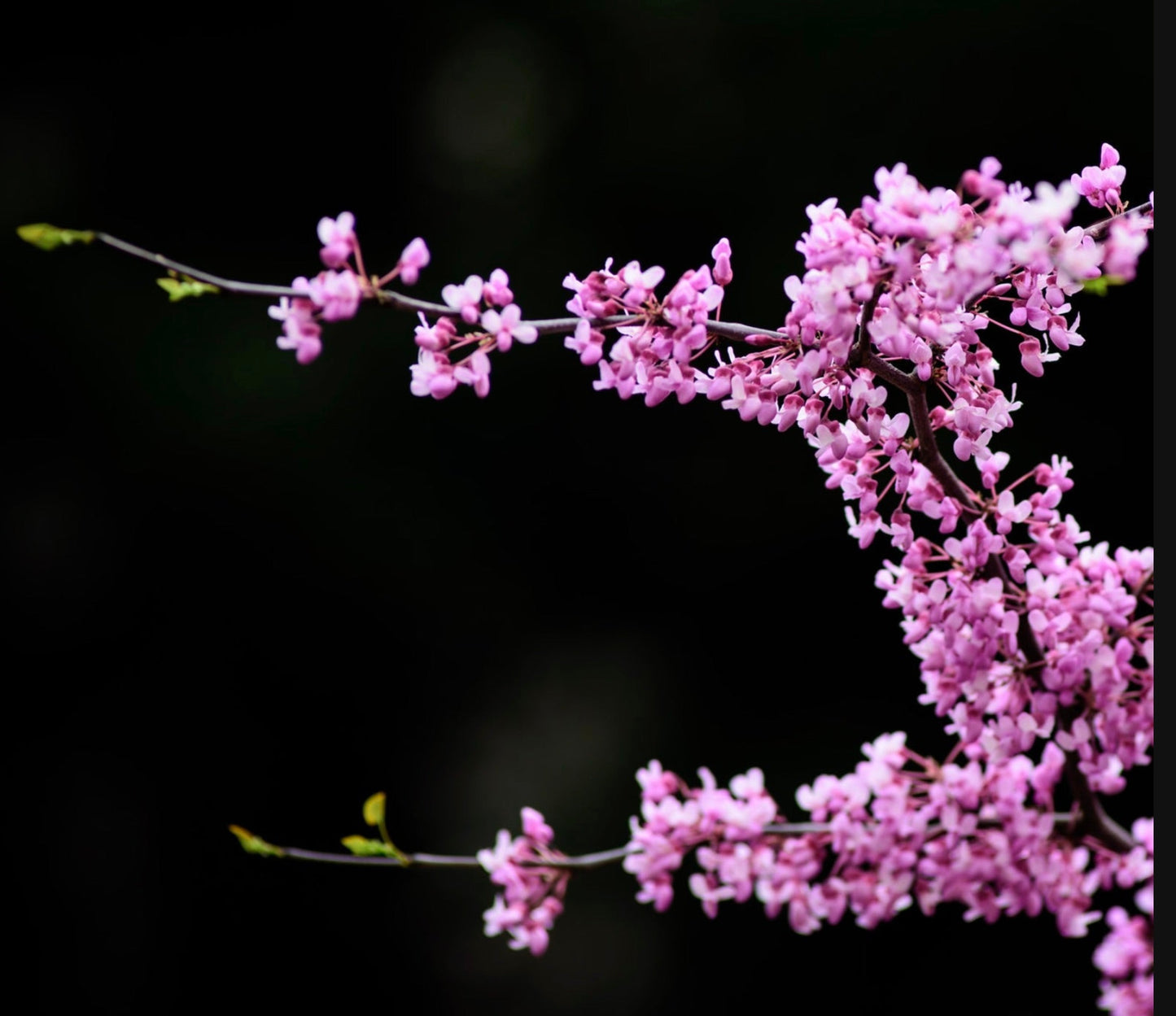 Cercis siliquastrum delicate pink spring blossoms on slender dark branches against black background
