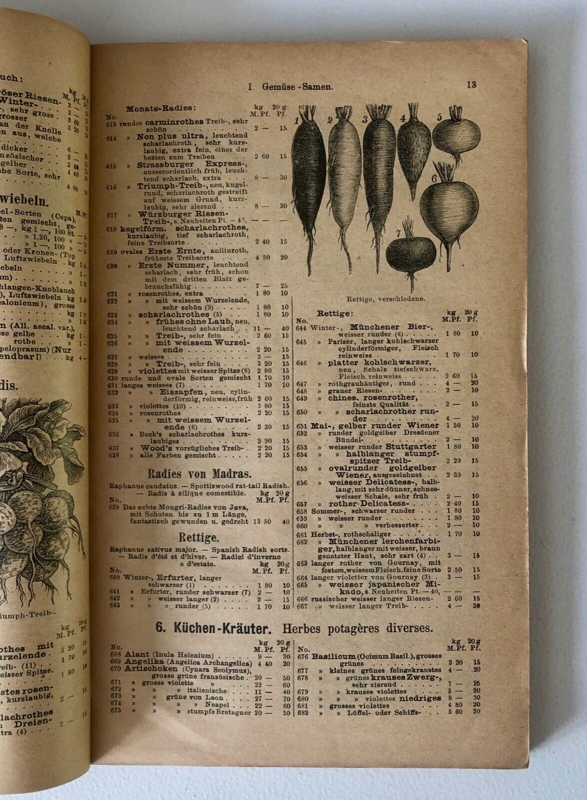 No botanical name found in the title "Haage & Schmidt 1903 Haupt-Verzeichniss Samen und Pflanzen" to create alt text.