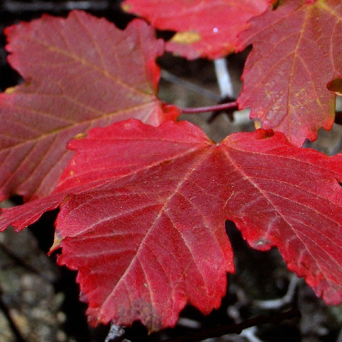 Acer opalus leuchtend rote, gelappte Blätter mit gezackten Rändern in der Herbstsaison