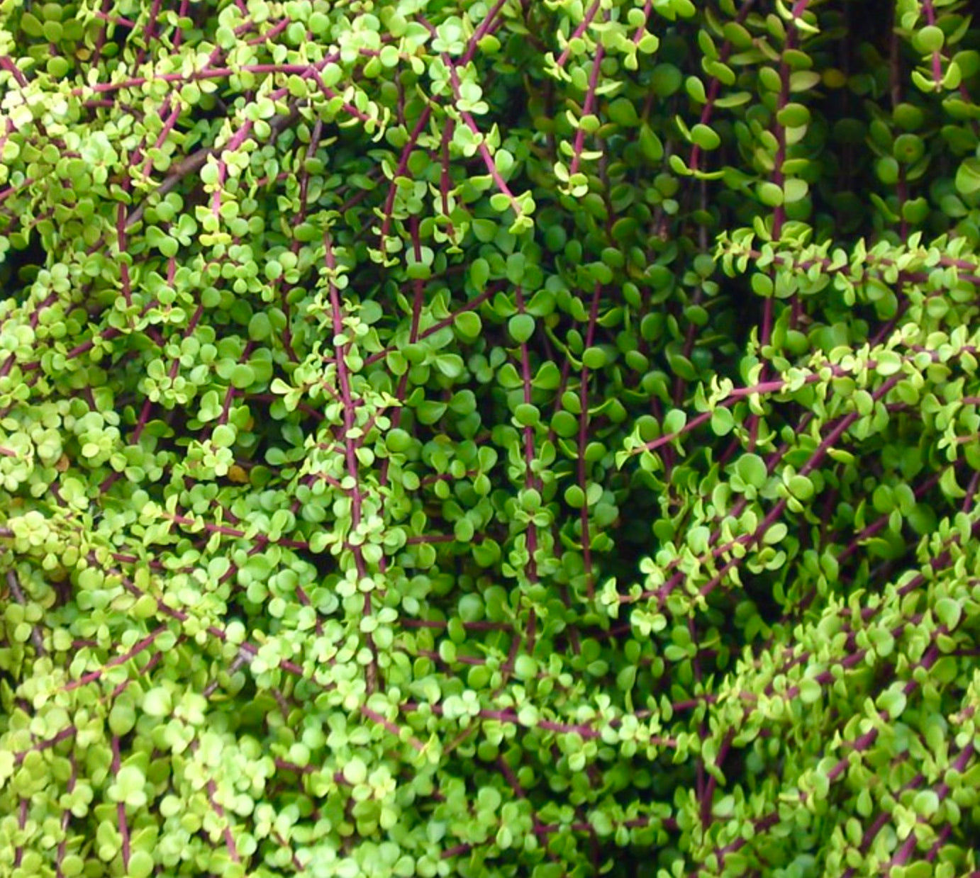 Portulacaria afra succulent with small round green leaves and reddish stems dense foliage