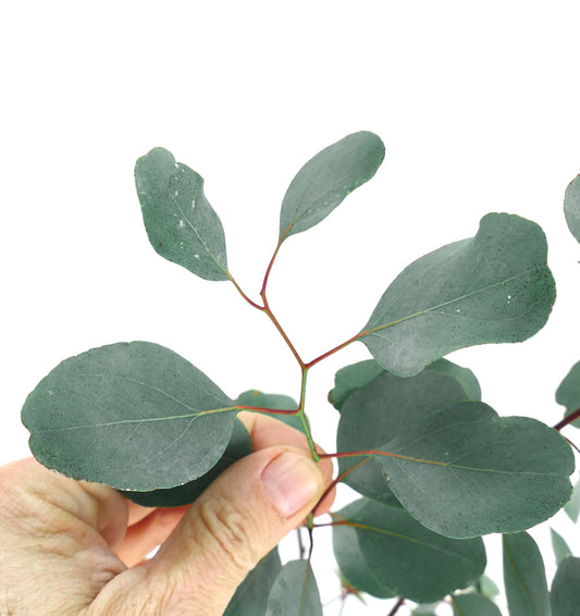 Eucalyptus populus branch with smooth, rounded blue-green leaves and reddish stems