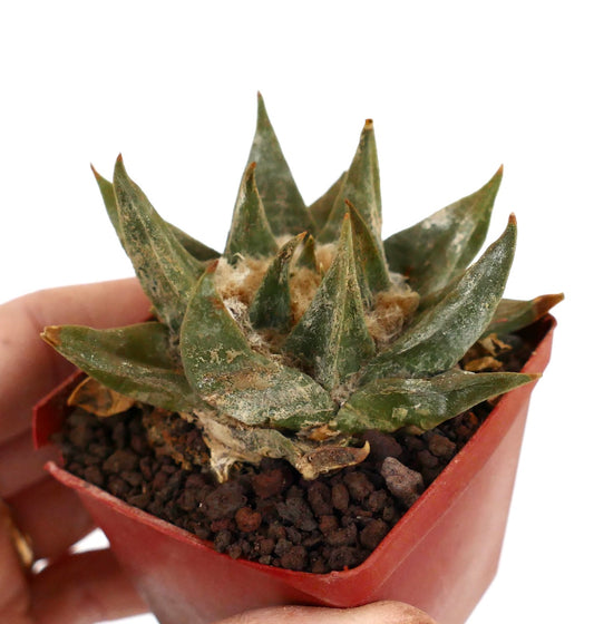 Ariocarpus trigonus var. major succulent cactus with thick pointed green leaves and woolly center