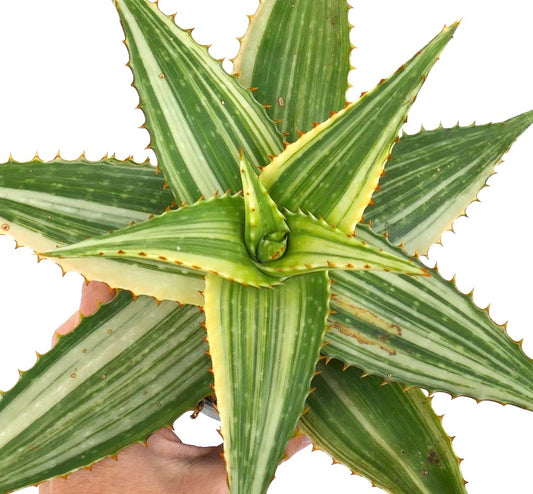 Aloe saponaria VARIEGATED UV7T