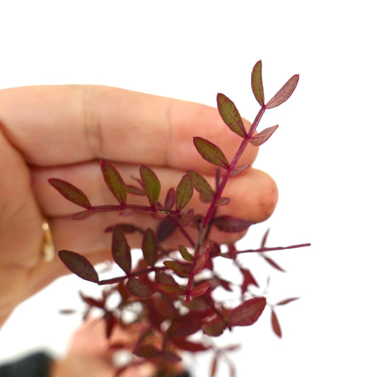 Pistacia lentiscus small delicate reddish-green leaves on slender stems close-up