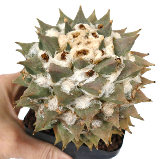 モナステラ・レトゥスス var. ファーフラケウス 珍しい多肉植物のサボテン、毛むくじゃらのアレオーレと尖った乳頭が特徴