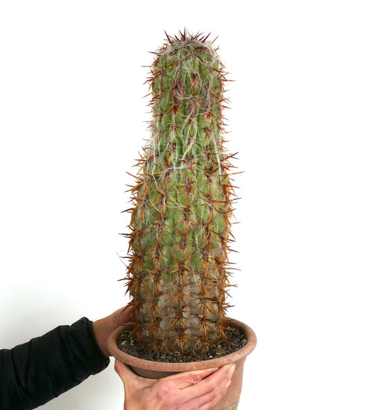 Oreocereus celsianus tall cactus with dense orange spines and white woolly texture in pot
