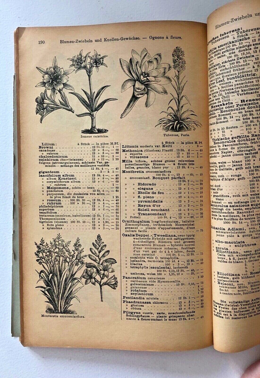 No botanical name present in the title for alt text creation.