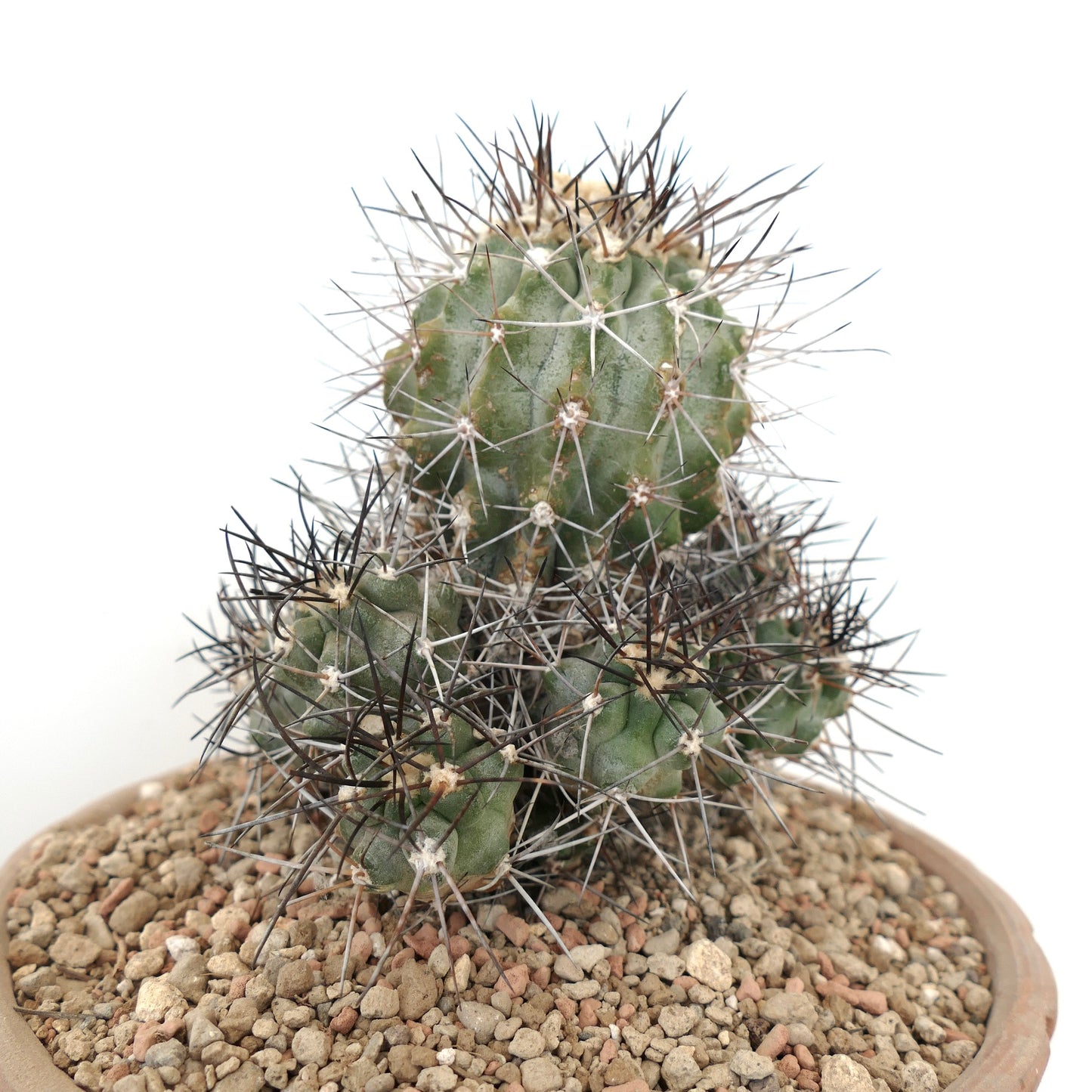 Copiapoa fiedleriana succulent cactus with dense dark spines and clustered growth in pot