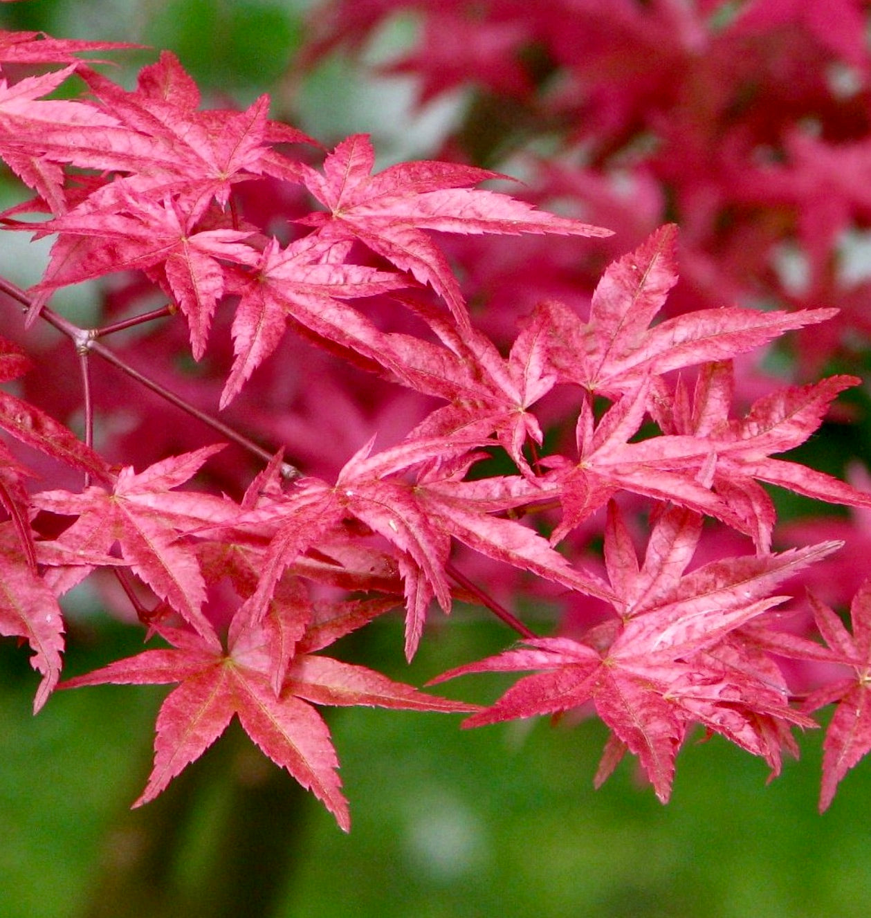 Acer palmatum cv 赤い火山 明るい赤色で深く切れ込んだモミジの葉