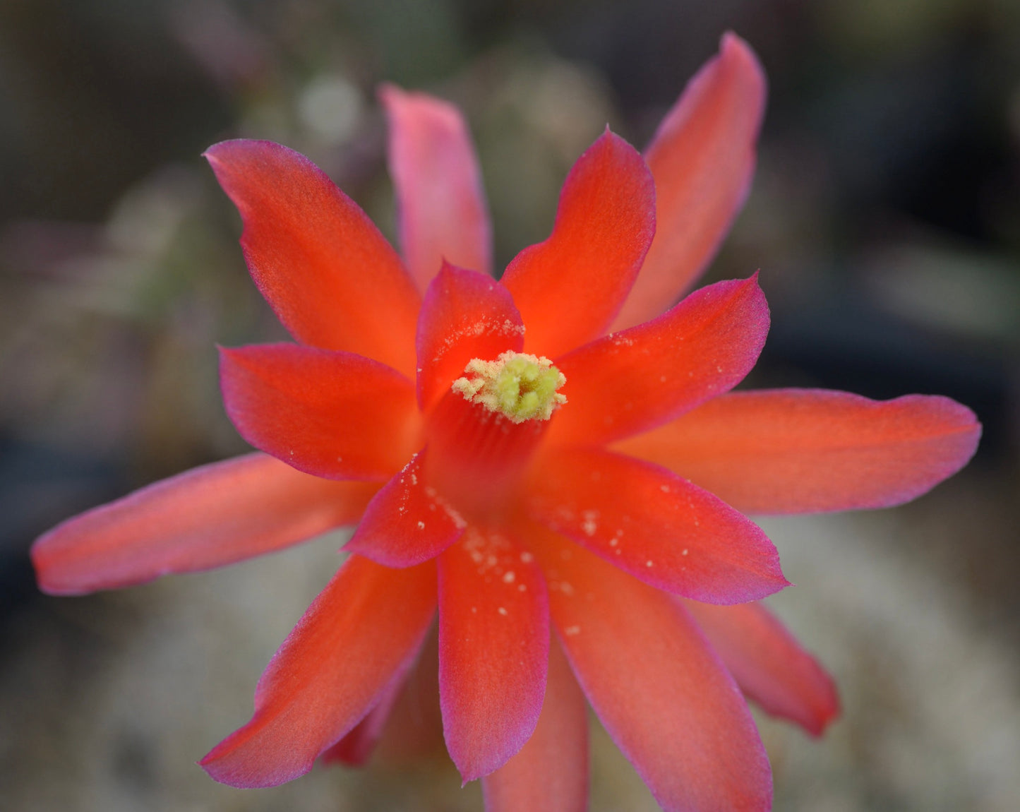 Matucana herzogiana cactus with vibrant red-orange star-shaped flower and yellow center