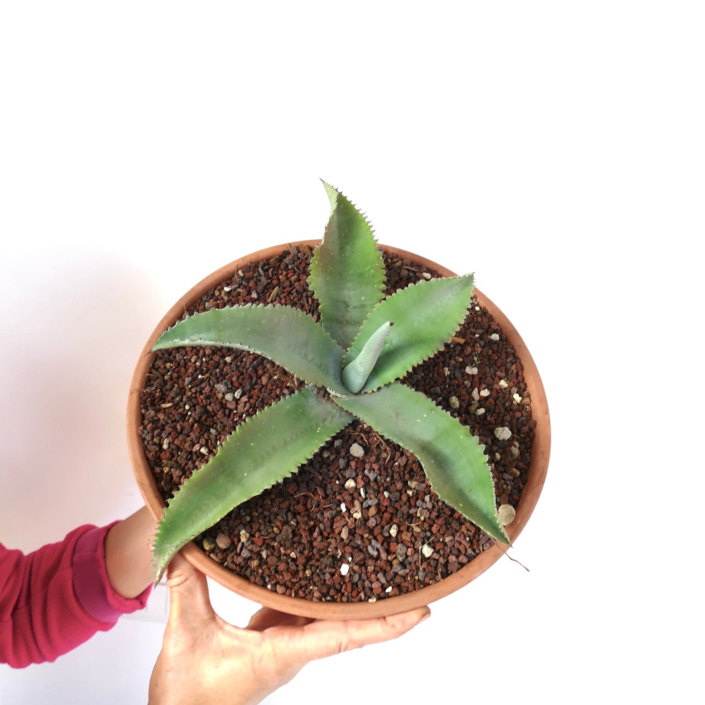 Agave gypsophila succulent with thick green leaves and small spines in terracotta pot