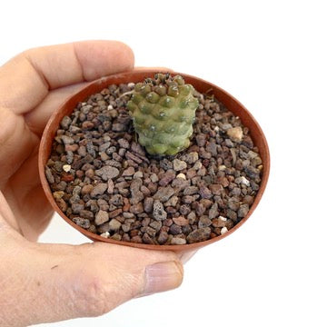 コピアポア・ヒポガエア 小型多肉サボテン 丸みを帯びた腫瘍がある鉢植え