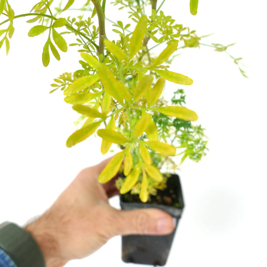 Ruta graveolens small potted plant with delicate green and yellow leaves