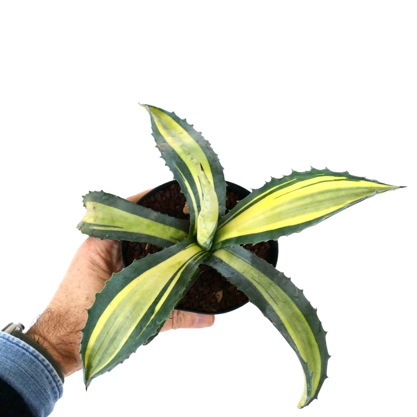 Agave americana MEDIOPICTA YELLOW VARIEGATED A5