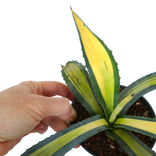 Agave americana MEDIOPICTA YELLOW VARIEGATED GH8