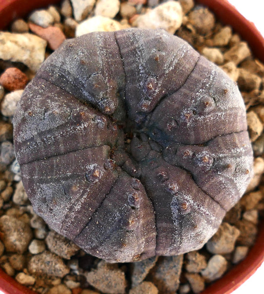 Euphorbia obesa GREY KIKKO AG9