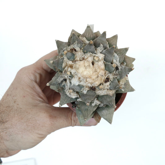 Ariocarpus retusus succulent cactus with gray-green tubercles and woolly center specimen