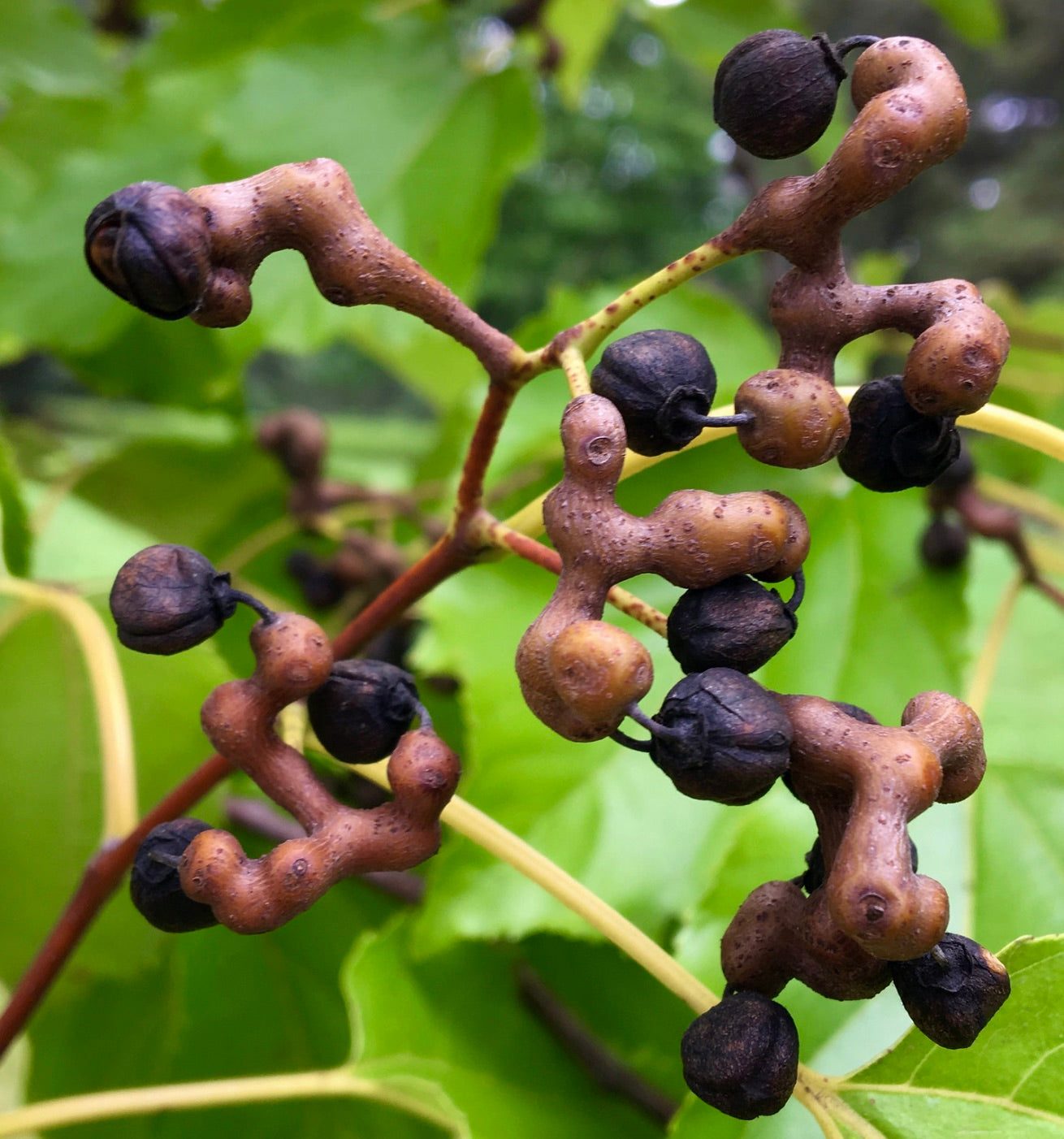 Hovenia dulcis primer plano de racimos de fruta marrón con textura única, con vainas negras de semillas y hojas verdes