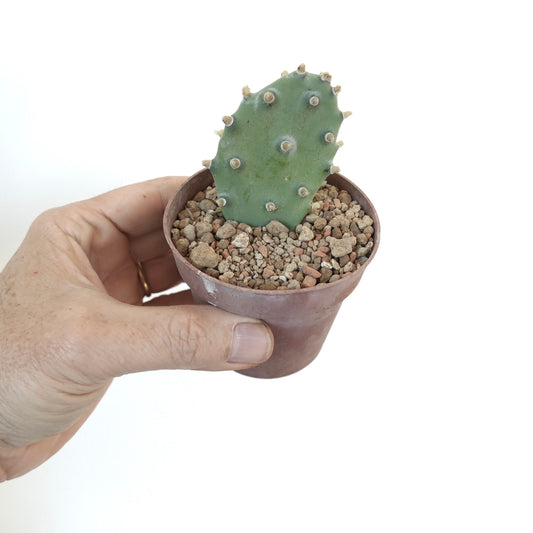 Opuntia sp. 'BAKAMI' small succulent cactus with flat green pads and short spines in pot