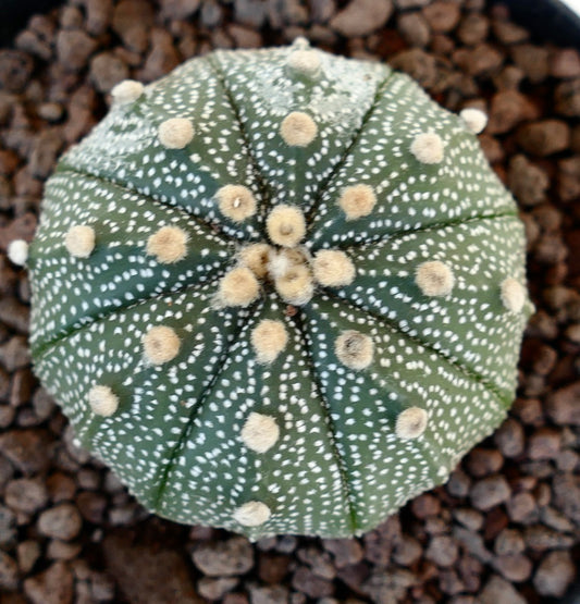 Astrophytum asterias green round cactus with white spots and soft beige areoles succulent specimen