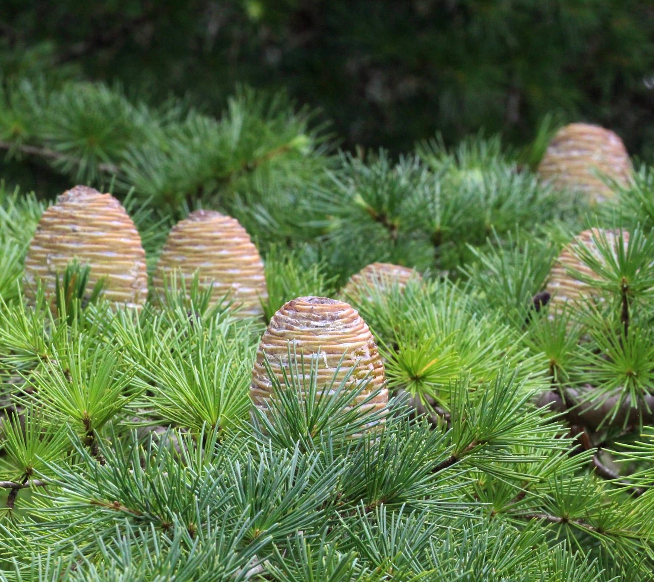 Cedrus atlantica with dense green needles and large upright brown cones close-up