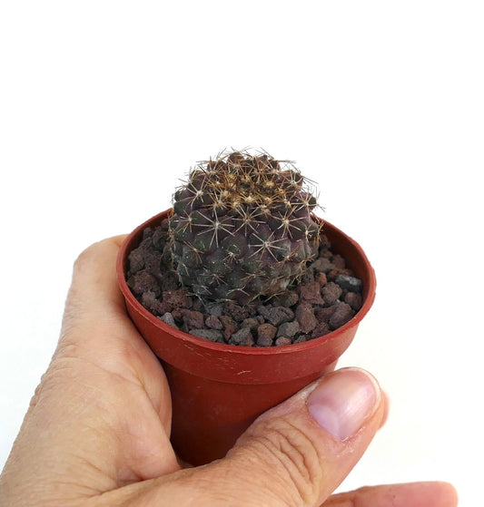 Copiapoa serpentisulcata X Copiapoa tenuissima small dark purple cactus with spines in red pot