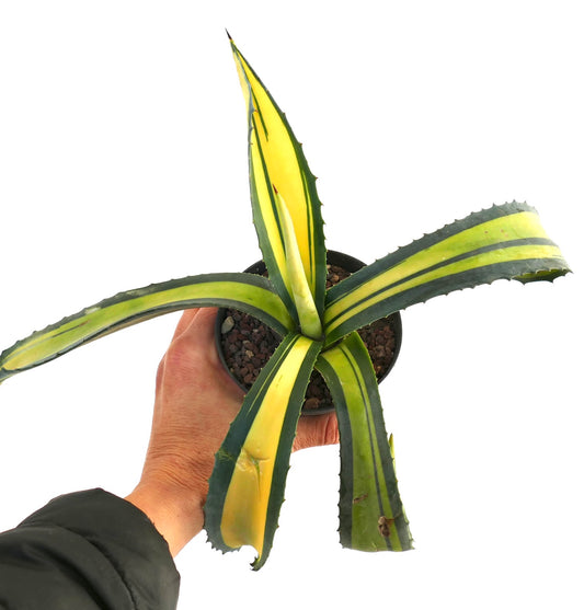 Agave americana MEDIOPICTA YELLOW VARIEGATED SRK