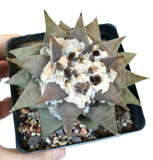 アリオカルプス・レトゥスス 多肉質サボテン、星形の灰褐色のイボと綿毛の中心部